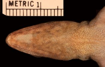 Media type: image;   Herpetology R-110295